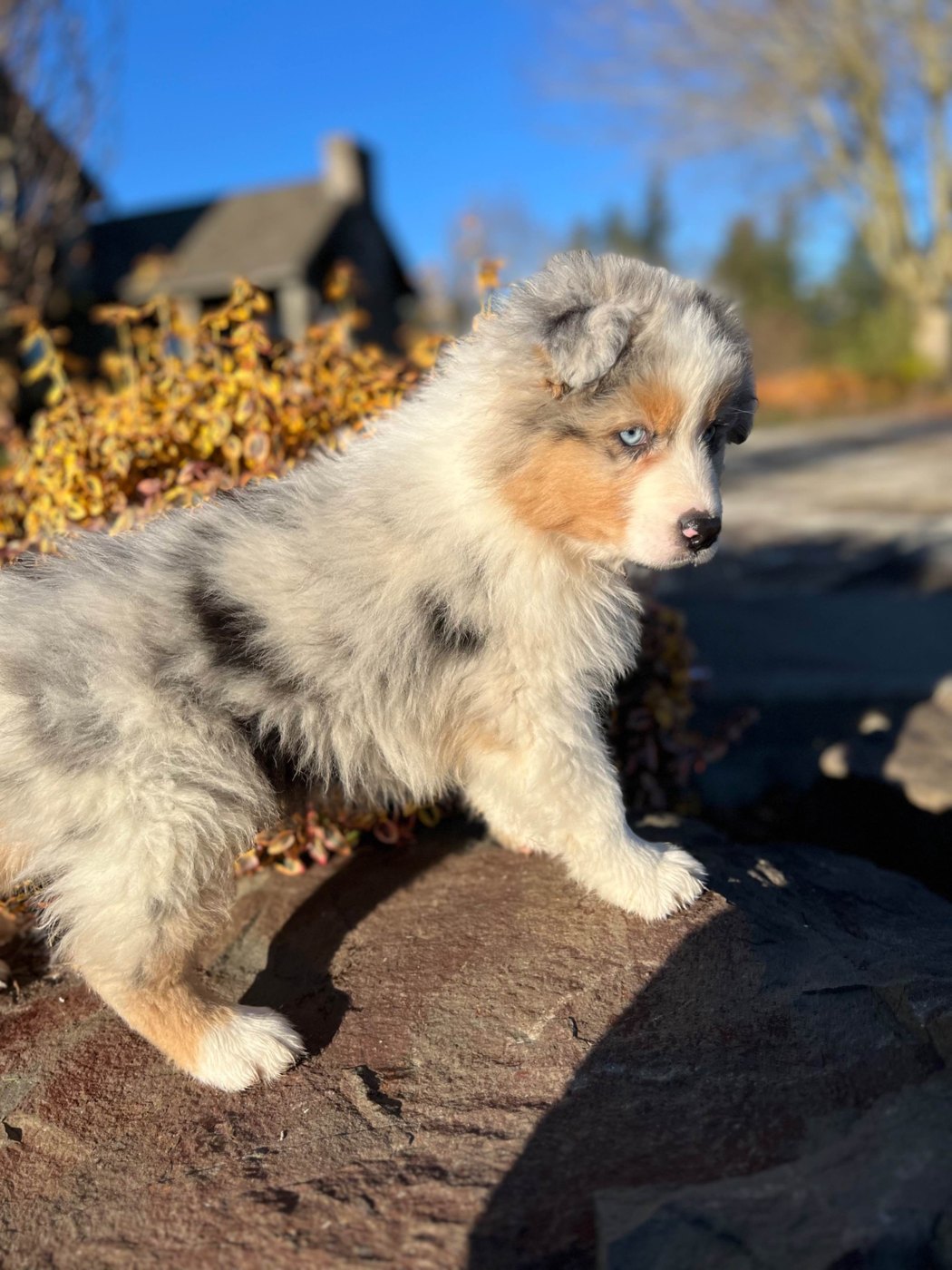 A merle Australian Shepherd puppy exploring outdoors