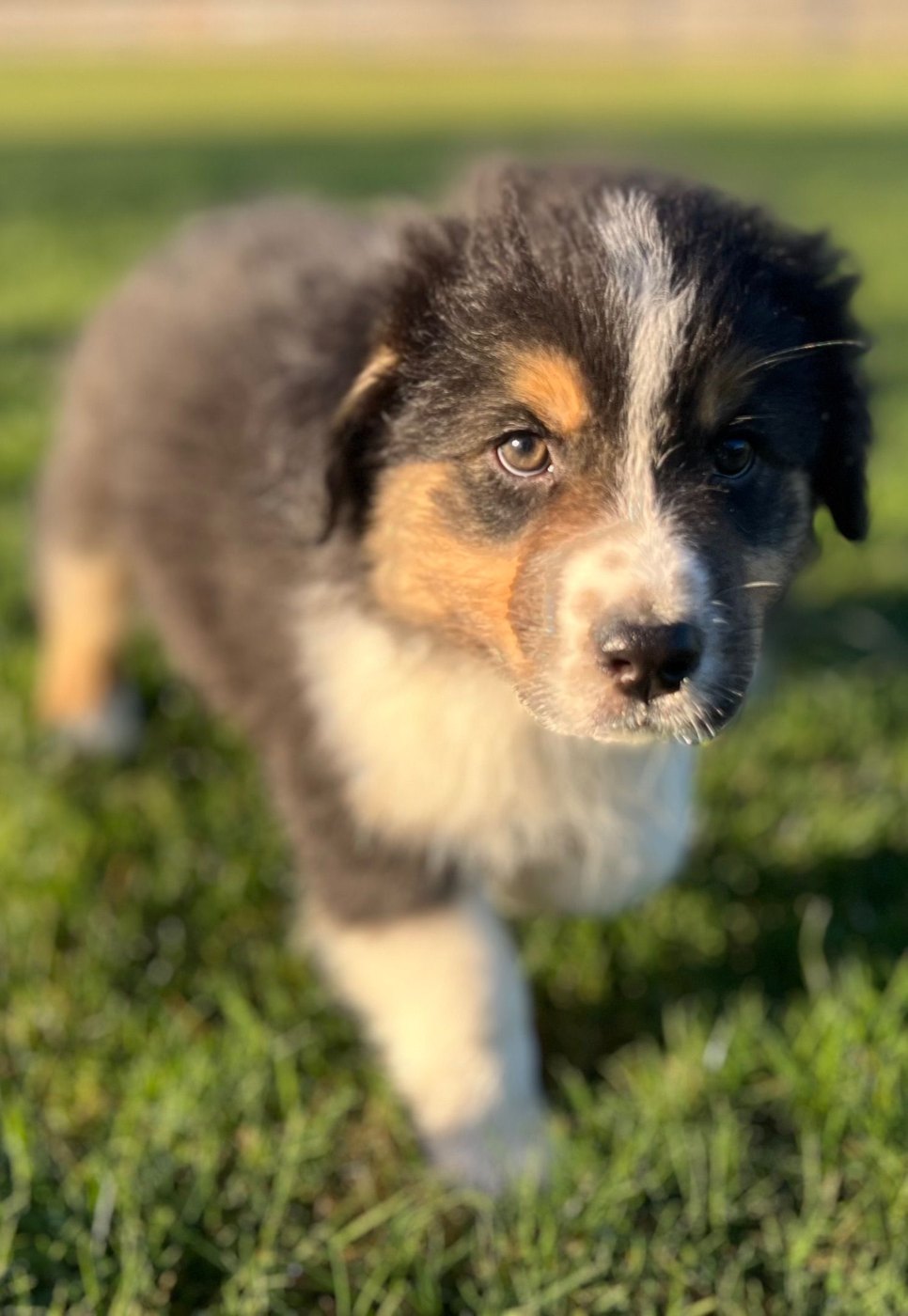 A black tri Australian Shepherd puppy outdoors