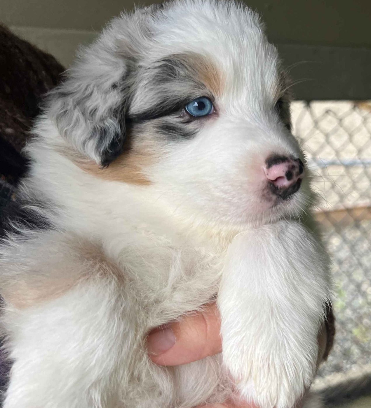 A blue merle Australian Shepherd puppy with a white face