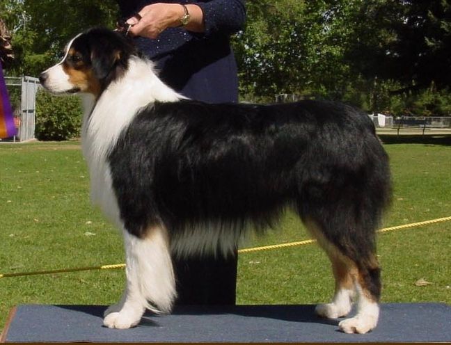 Australian Shepherd shown in the Wabash Aussies AKC litter listing