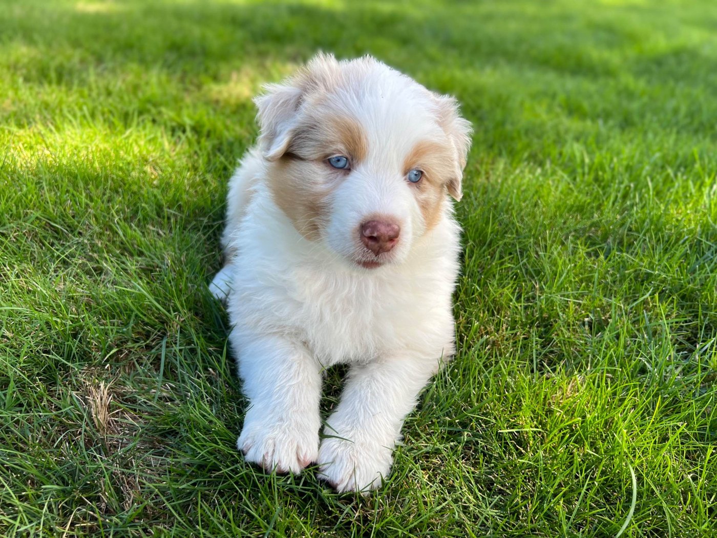 A red merle Australian Shepherd puppy sitting in the grass