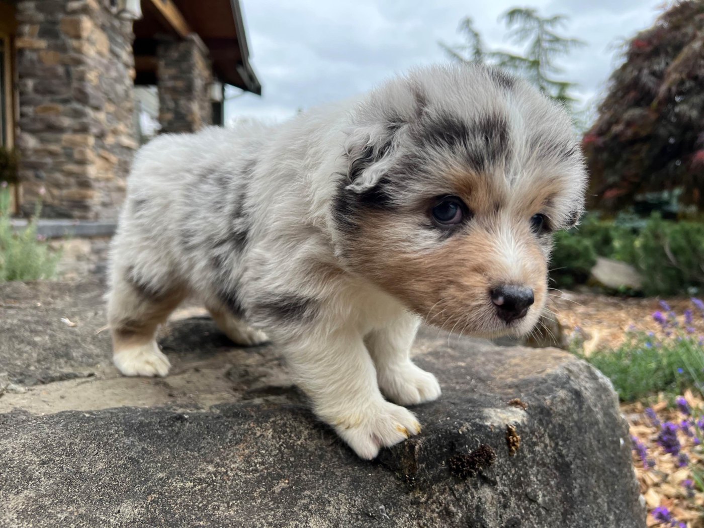 A blue merle Australian Shepherd puppy exploring a stone patio