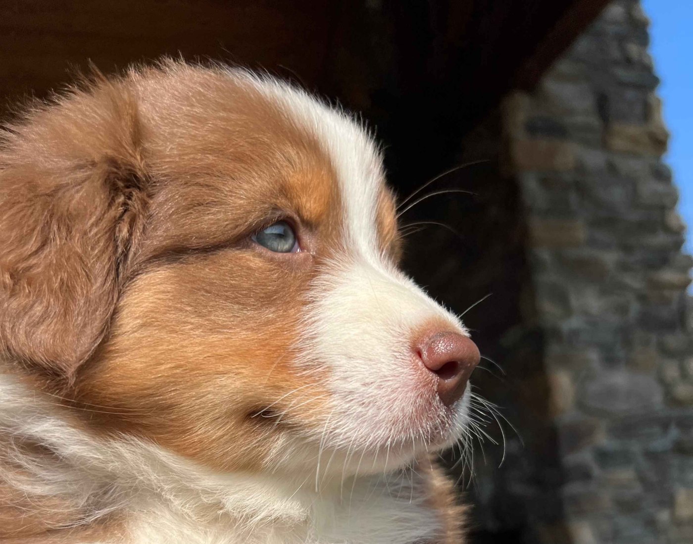 A red Australian Shepherd puppy in profile