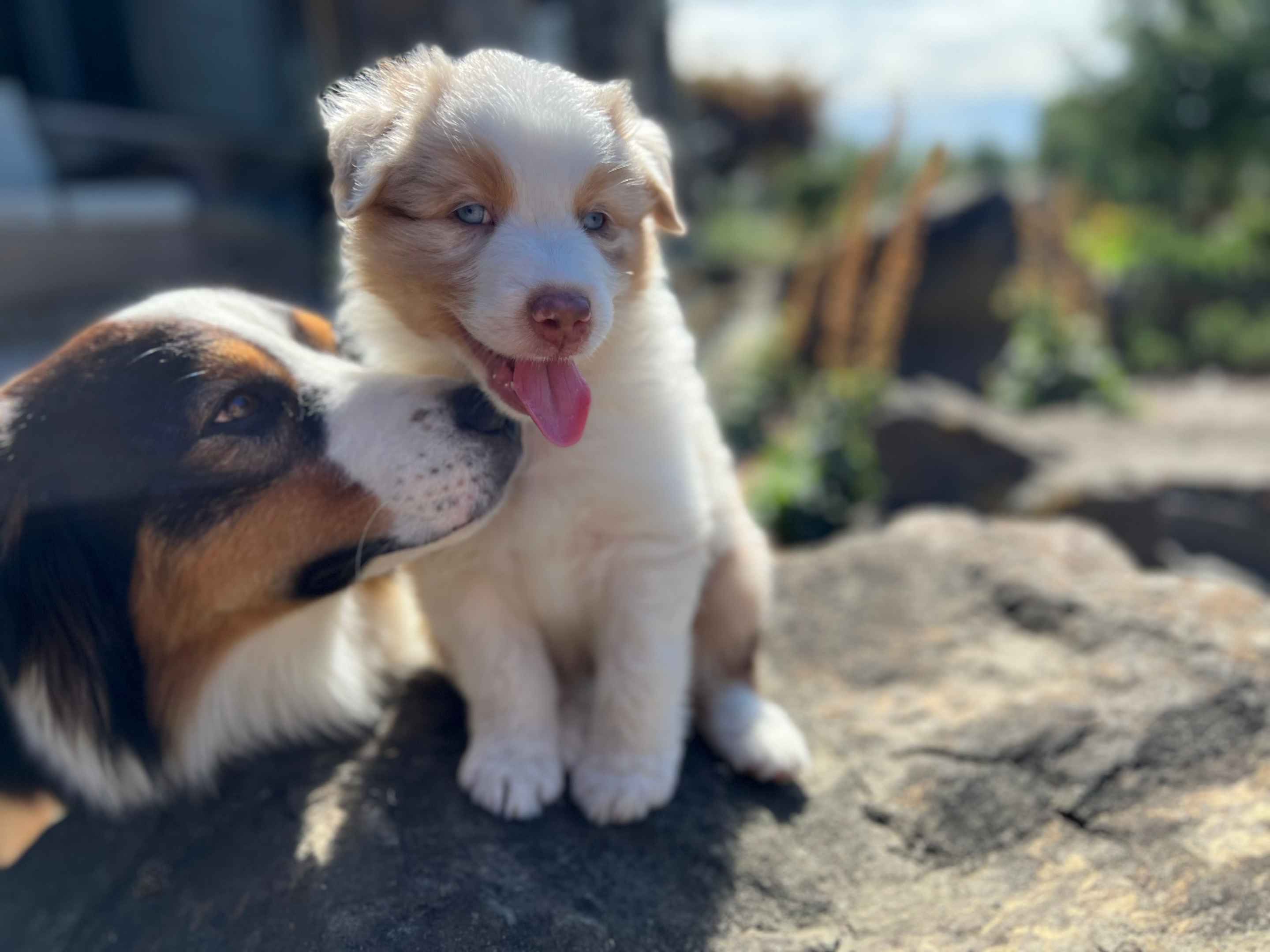 An Australian Shepherd puppy beside an adult dog, from the Wabash Aussies photo gallery